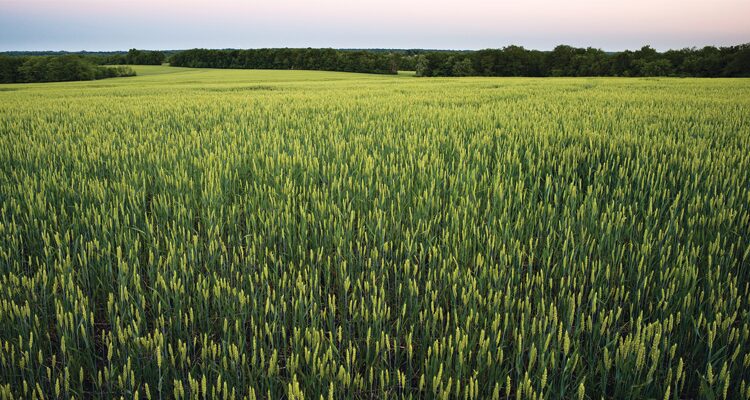 kansas farmland, weston