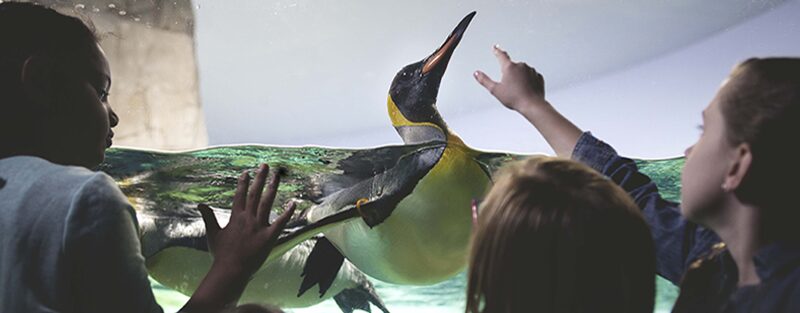 Penguins | KC Zoo