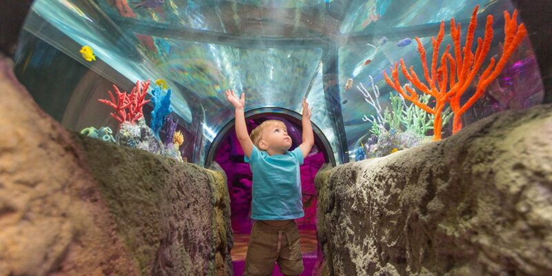SEA LIFE Kansas City Aquarium – Image_2