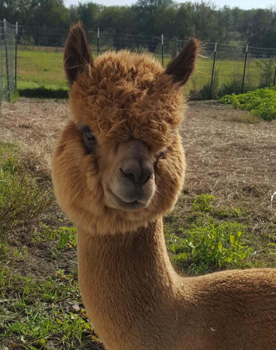 Yaya’s Alpaca Farm – Image_1