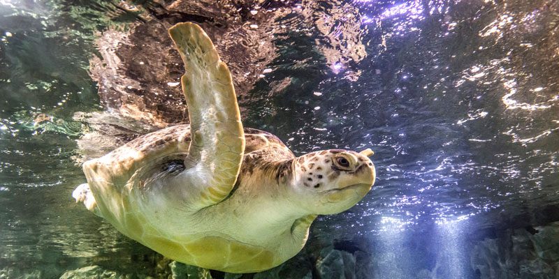 SEA LIFE Kansas City Aquarium – Image_3