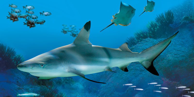 SEA LIFE Kansas City Aquarium – Image_4
