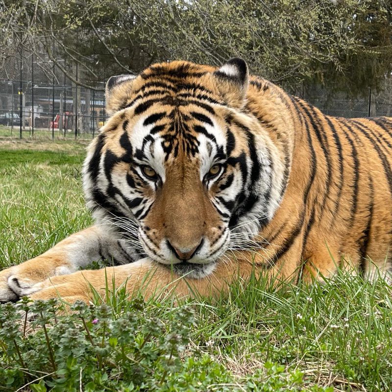 Cedar Cove Feline Sanctuary & Education Center – Image_1
