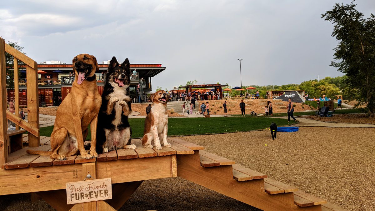 Bar K Dog Bar – Image_2