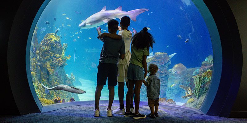 Kansas City Zoo Aquarium (2)