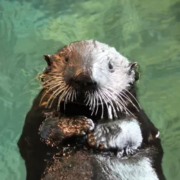 zoo-thumbnail.png