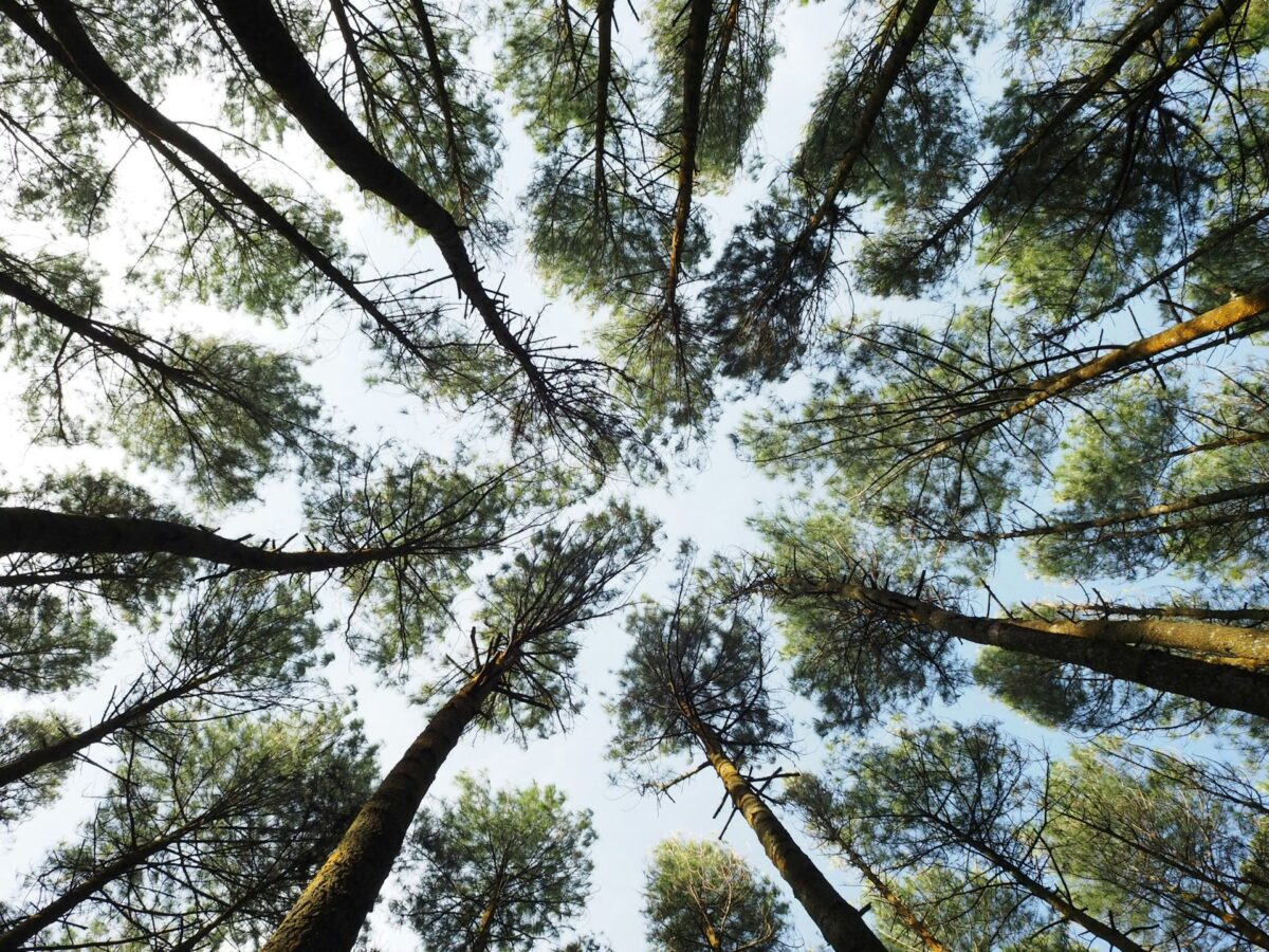 Titans of Time: The Enchanted History of Humanity’s Fascination with Trees – Event_Image [EVENT]
