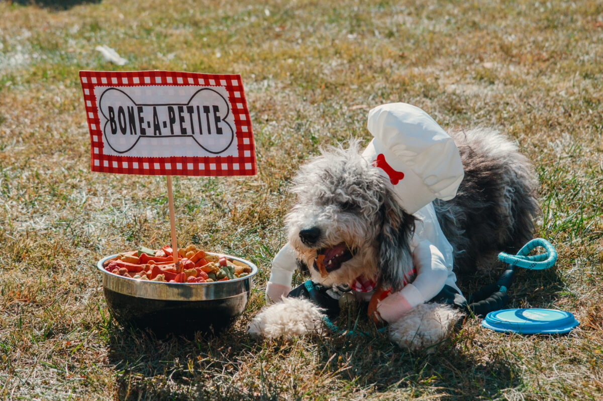 31st Annual Dogtober Fest – Event_Image4 [EVENT]