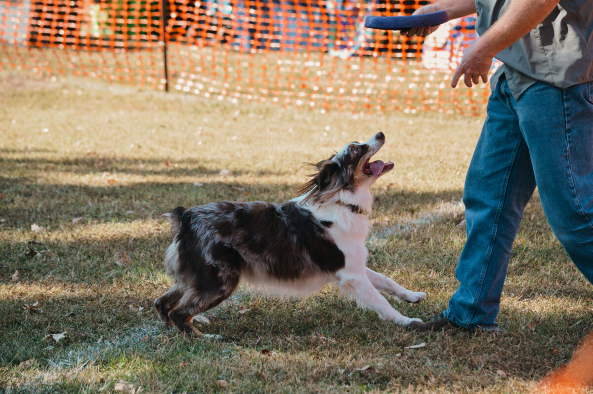31st Annual Dogtober Fest – Event_Image3 [EVENT]