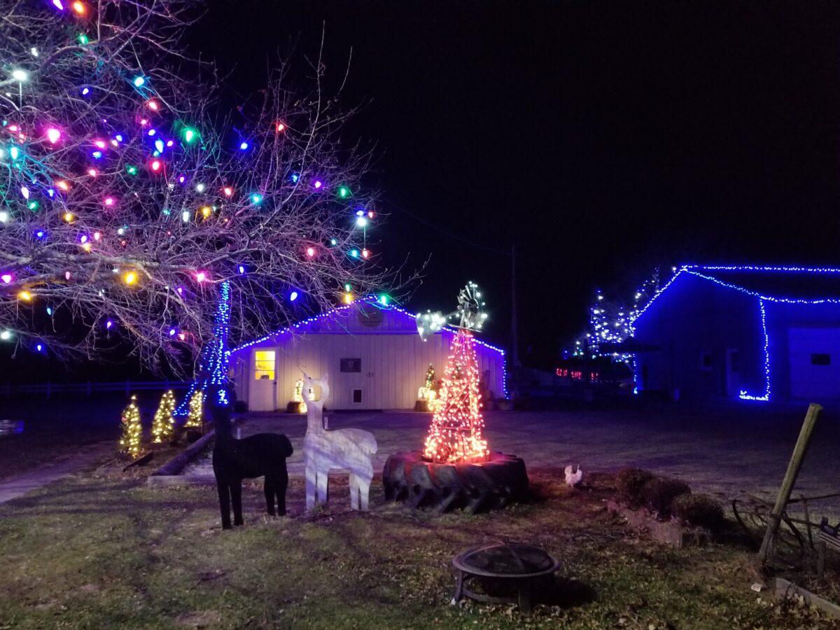 Yaya’s Alpaca Farm Annual Christmas – Event_Image4 [EVENT]