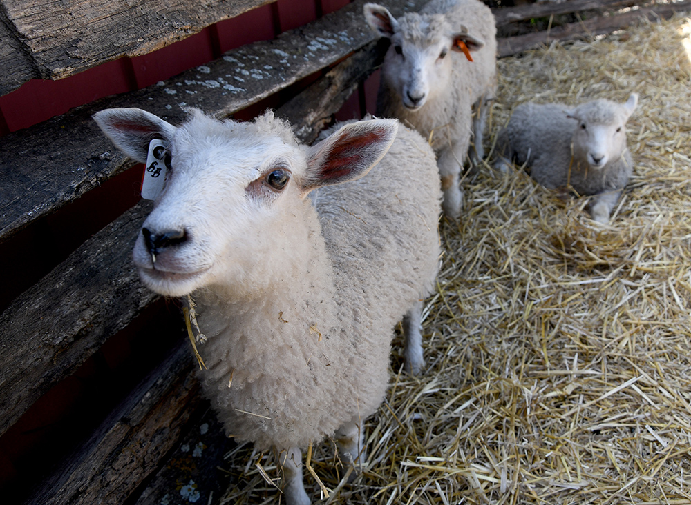 Sheep Shindig – Event_Image4 [EVENT]