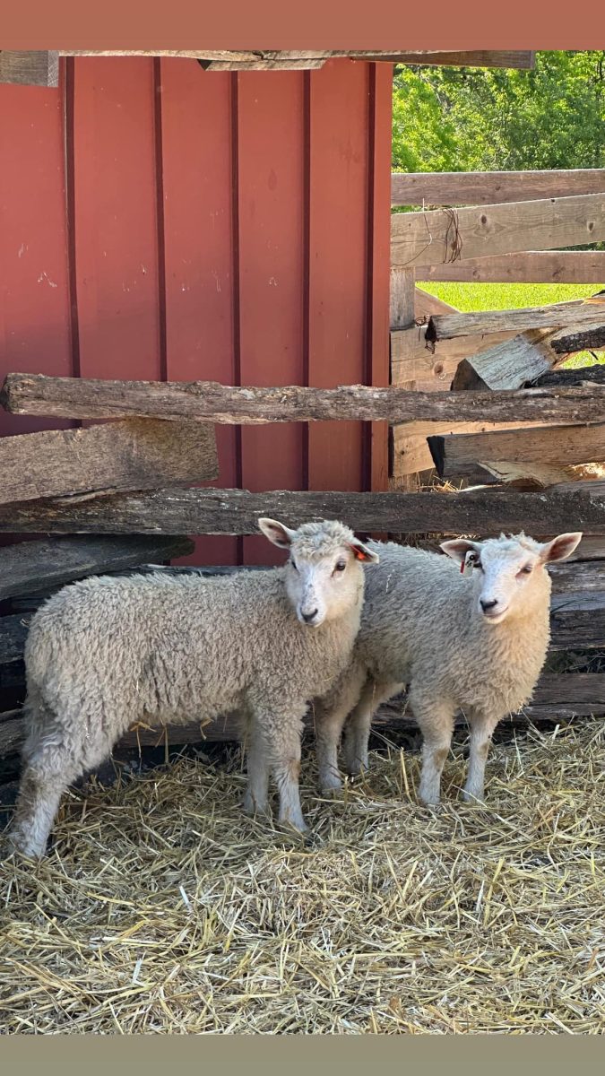 Sheep Shindig – Event_Image2 [EVENT]