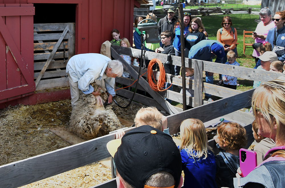 Sheep Shindig – Event_Image [EVENT]