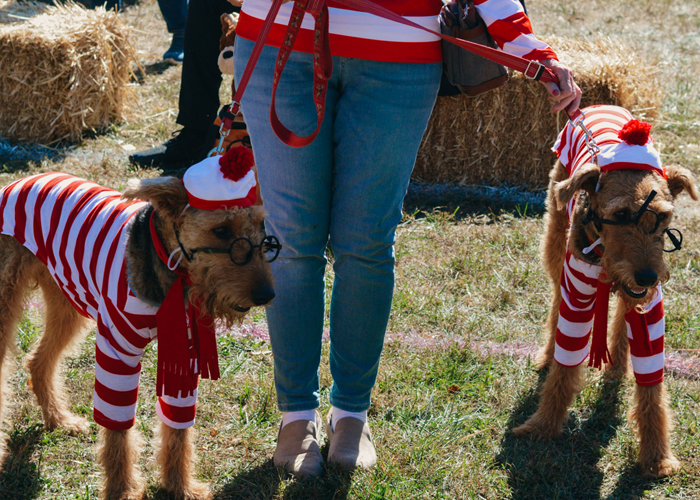 32nd Annual Dogtober Fest – Event_Image5 [EVENT]