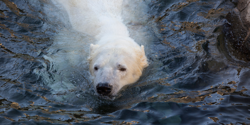 International Polar Bear Day – Event_Image [EVENT]