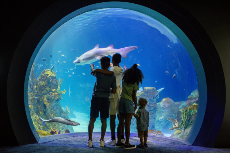 Kansas City Zoo & Aquarium – Aquarium (7) (2)