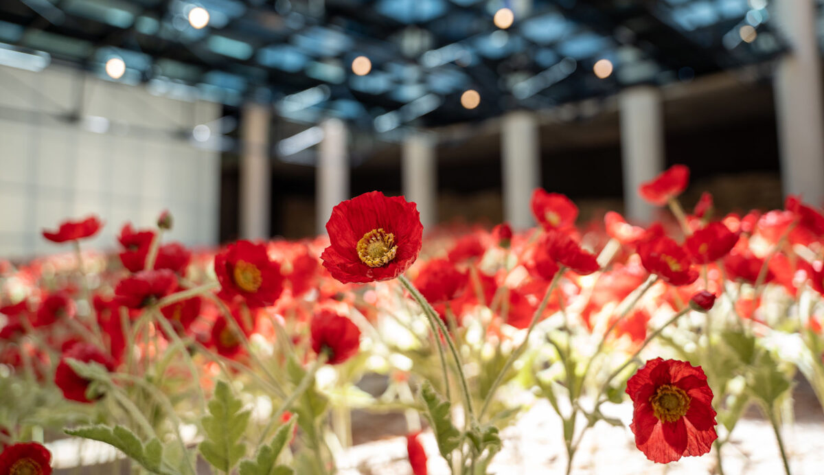 Memrial Day at National WWI Museum and Memorial