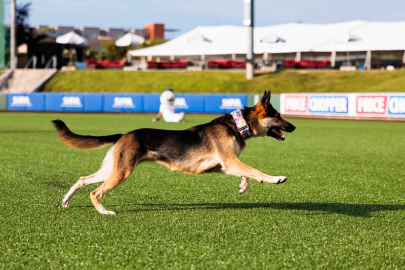 Kansas City Monarchs vs Winnipeg Goldeyes – Event_Image [EVENT]