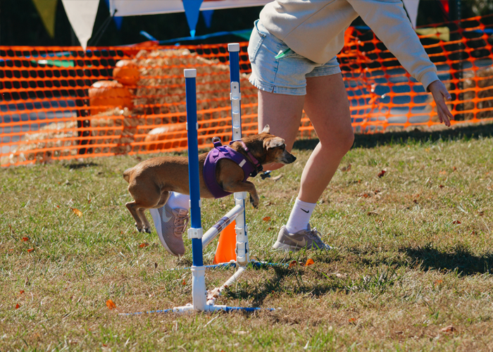 32nd Annual Dogtober Fest – Event_Image2 [EVENT]
