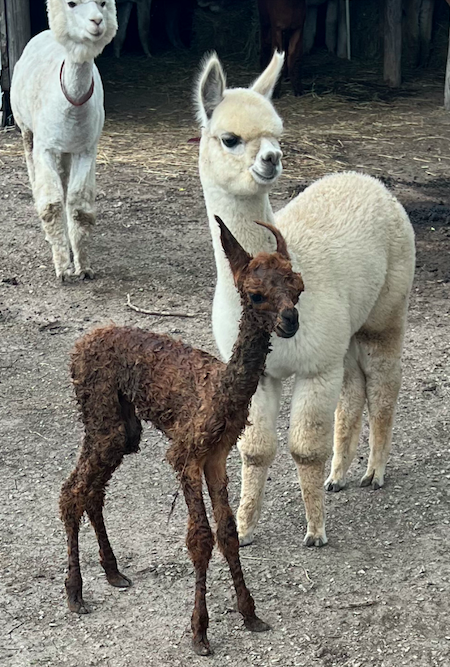 Farm Tours – Event_Image2 [EVENT]