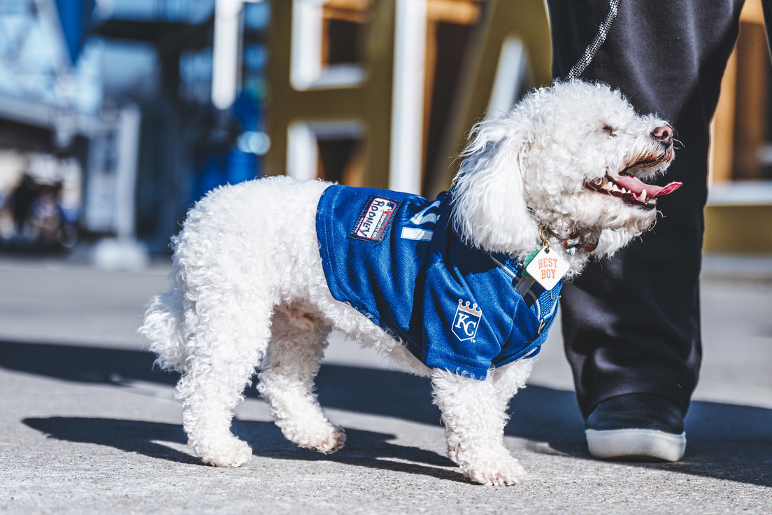 Bark at the Park: Kansas City Royals vs. Minnesota Twins – Event_Image2 [EVENT]