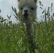 Farm Tours – Event_Image3 [EVENT]