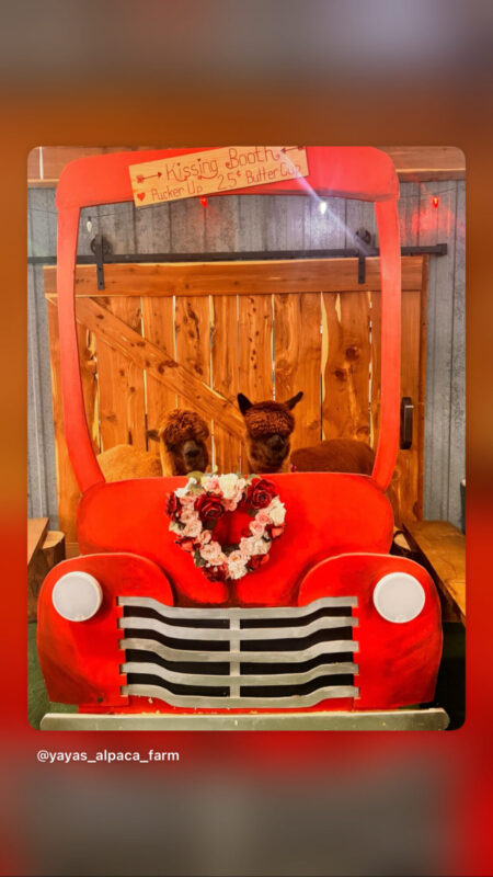 Share the Love -Valentines with Alpacas – Event_Image [EVENT]