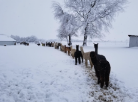 Farm Tours – Event_Image5 [EVENT]