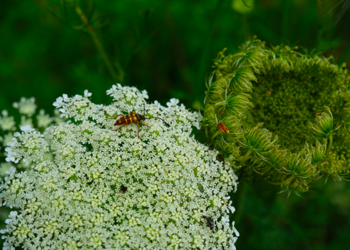 The Great Ephemeral Scout at the HOP – Event_Image2 [EVENT]