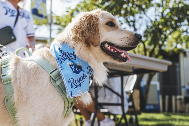 Bark at the Park: Kansas City Royals vs. Chicago White Sox – Event_Image [EVENT]
