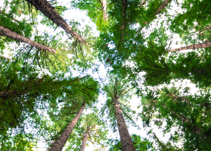 The Politics of Trees – Event_Image [EVENT]