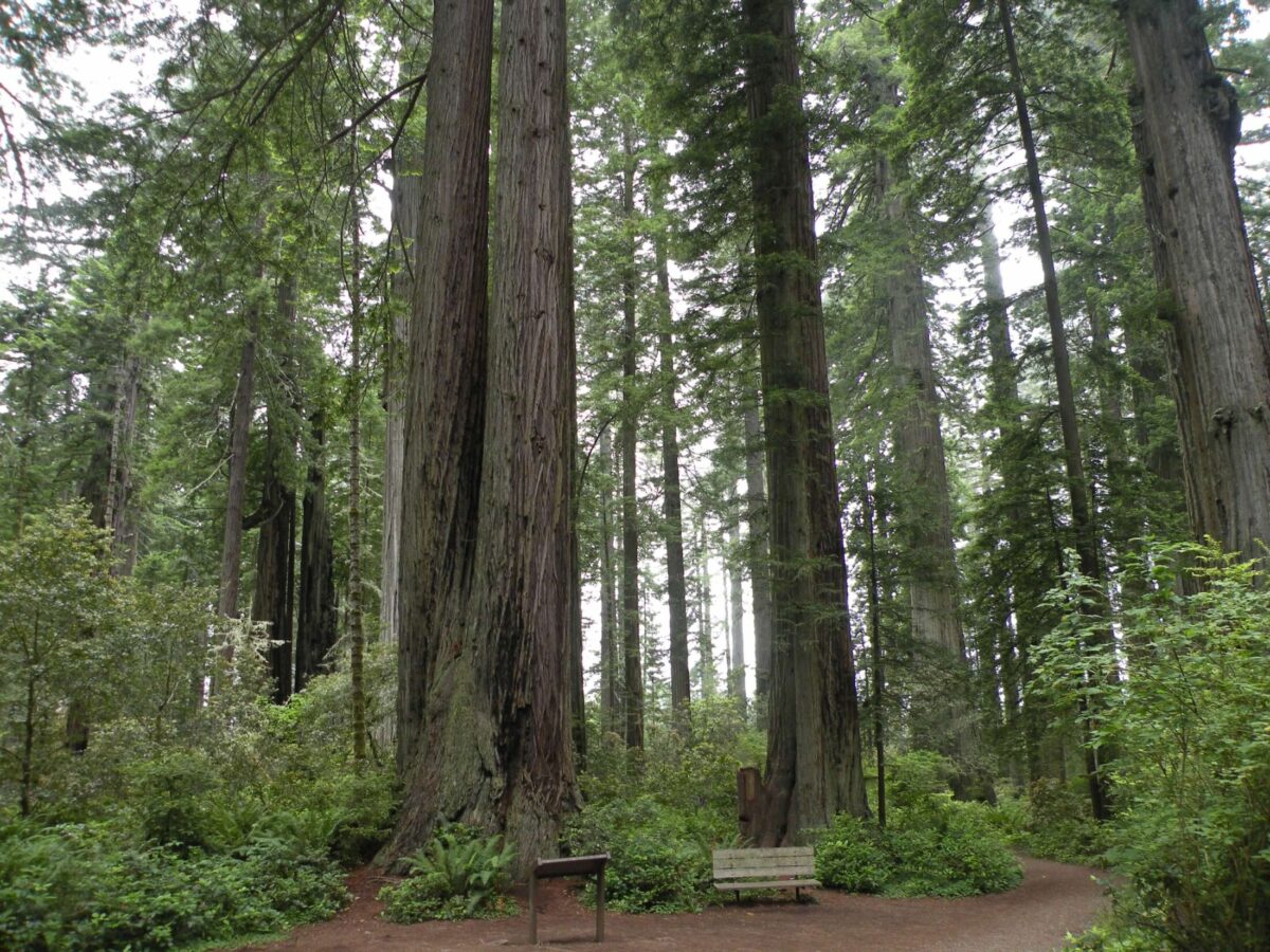 Twelve Trees: The Deep Roots of Our Future – Event_Image [EVENT]