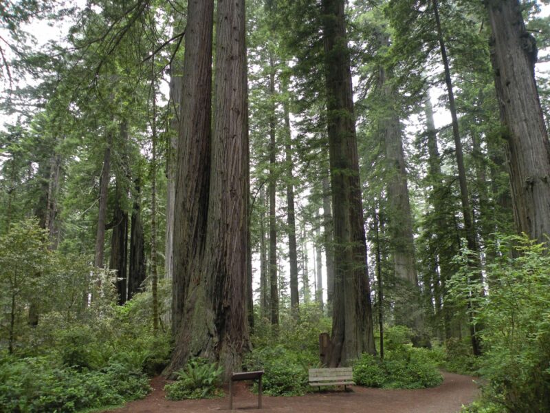 Twelve Trees: The Deep Roots of Our Future – Event_Image [EVENT]