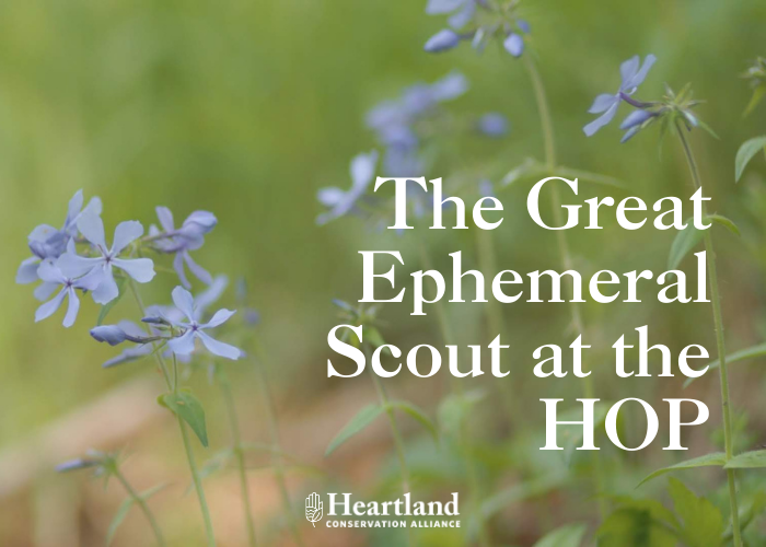 The Great Ephemeral Scout at the HOP – Event_Image [EVENT]