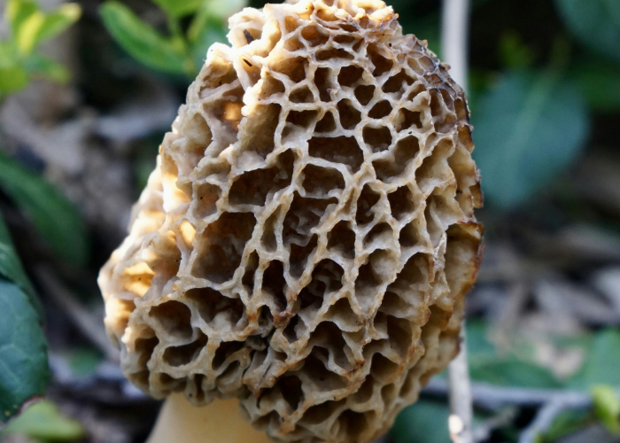 Mushroom Hunting 101 – Event_Image [EVENT]