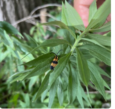 Foraging and Identifying Urban Hike – Event_Image [EVENT]