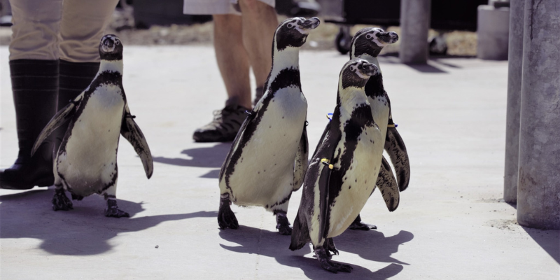 Penguin March at the Zoo – Event_Image [EVENT]