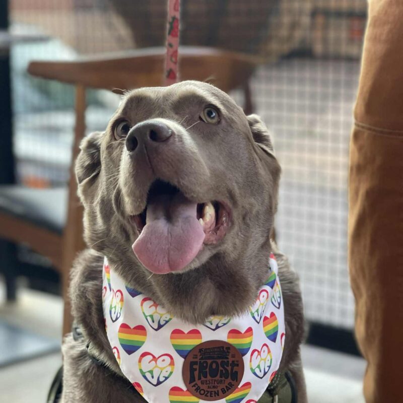 Yappy Hour at Frost – Event_Image [EVENT]