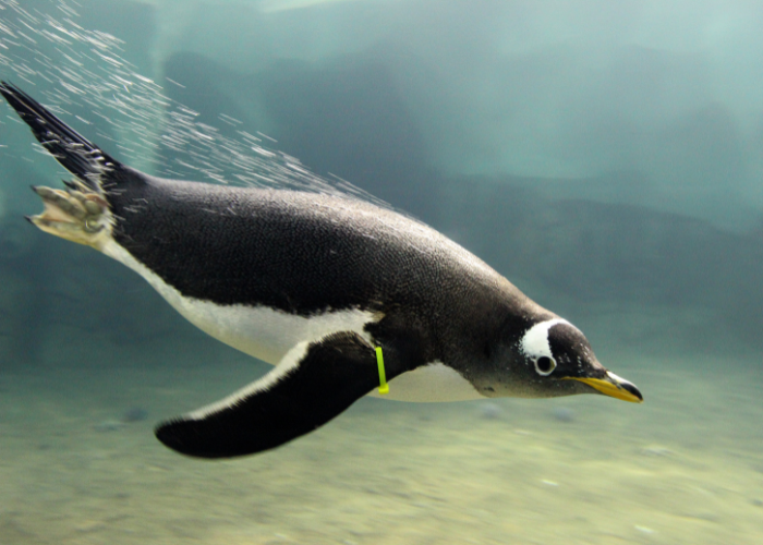 World Penguin Day – Event_Image [EVENT]