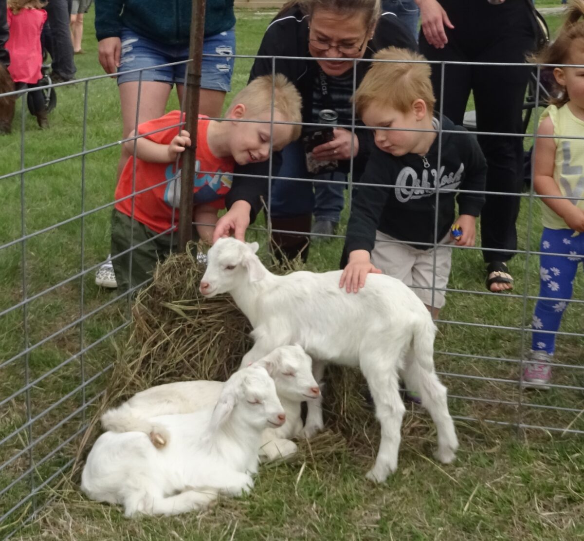 Barnyard Babies Family Festival – Event_Image [EVENT]