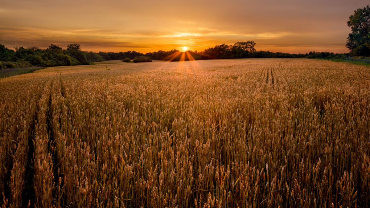 Kansas Farmland_06 – David Arbogast