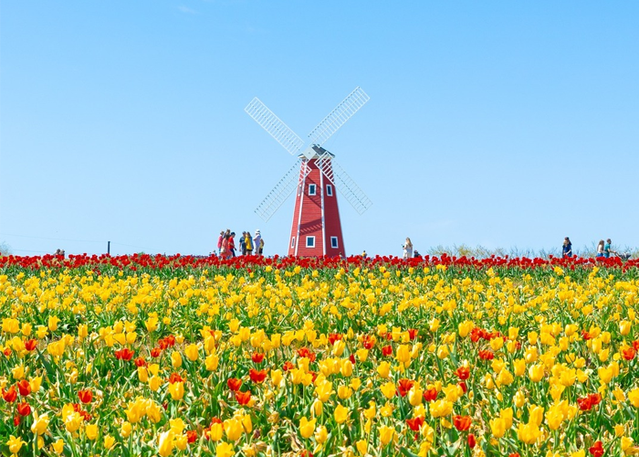 Tulip Festival – Event_Image [EVENT]