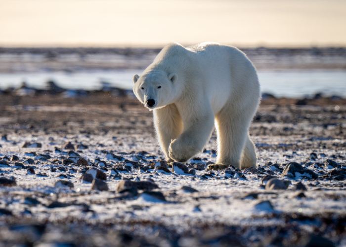Dag van het Arctische zee-ijs in de dierentuin – Evenementafbeelding [EVENT]