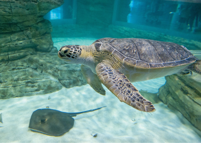 World Oceans Day at the Zoo – Event_Image [EVENT]