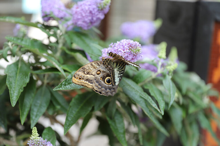 Eventos especiales del Festival de las Mariposas – Imagen del evento [EVENT]