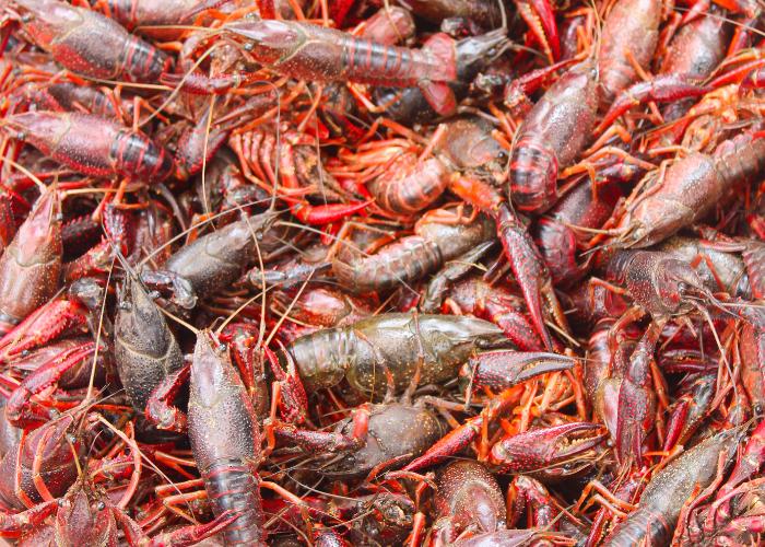 Meat Mitch BBQ’s 5th Annual Pardi Gras Crawfish Boil – Event_Image5 [EVENT]