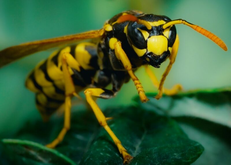 Wespen: de verbazingwekkende diversiteit van een onbegrepen insect – Event_Image [EVENT]
