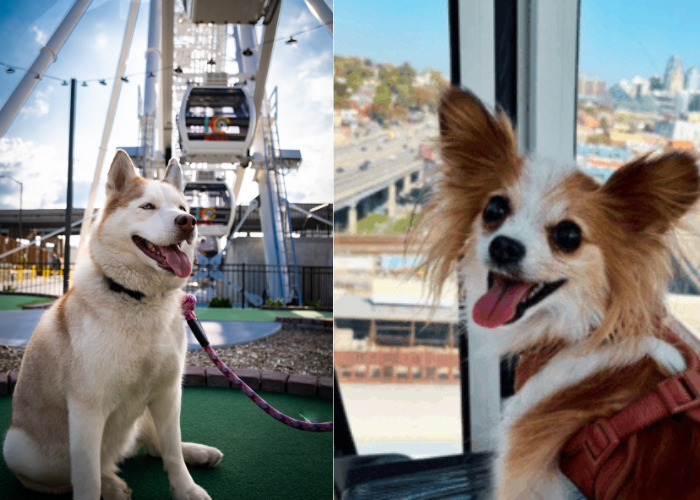 Woof Fest 2026 – Event_Image2 [EVENT]