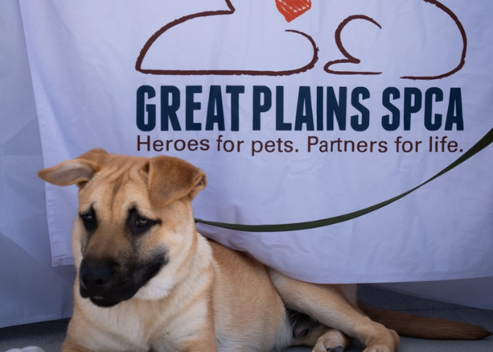 Woof Fest 2026 – Event_Image [EVENT]
