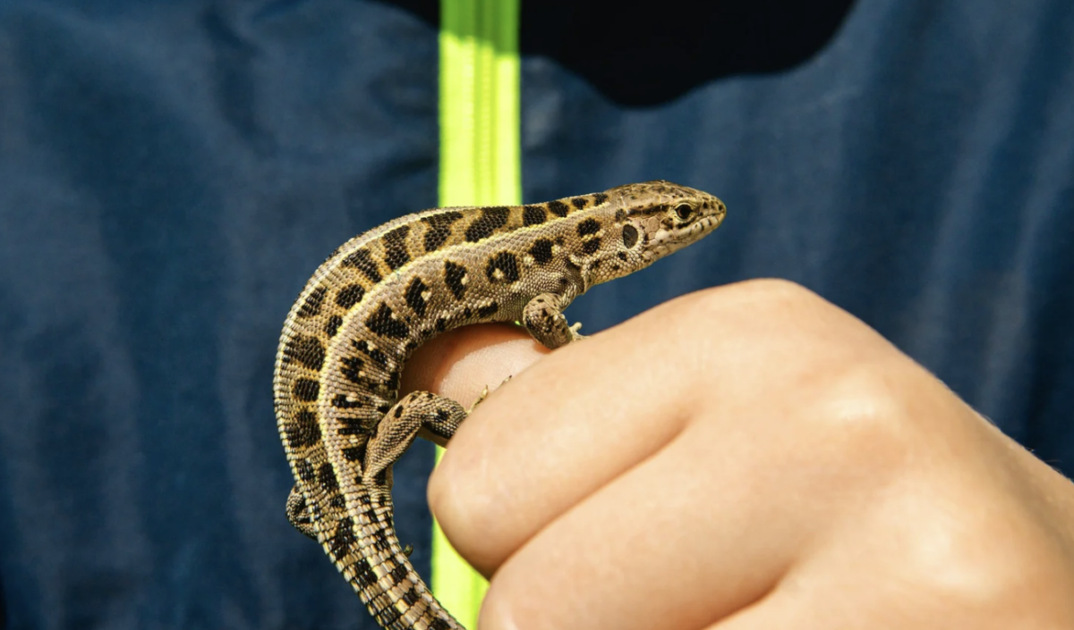 KC Pet Fest – Event_Image4 [EVENT]